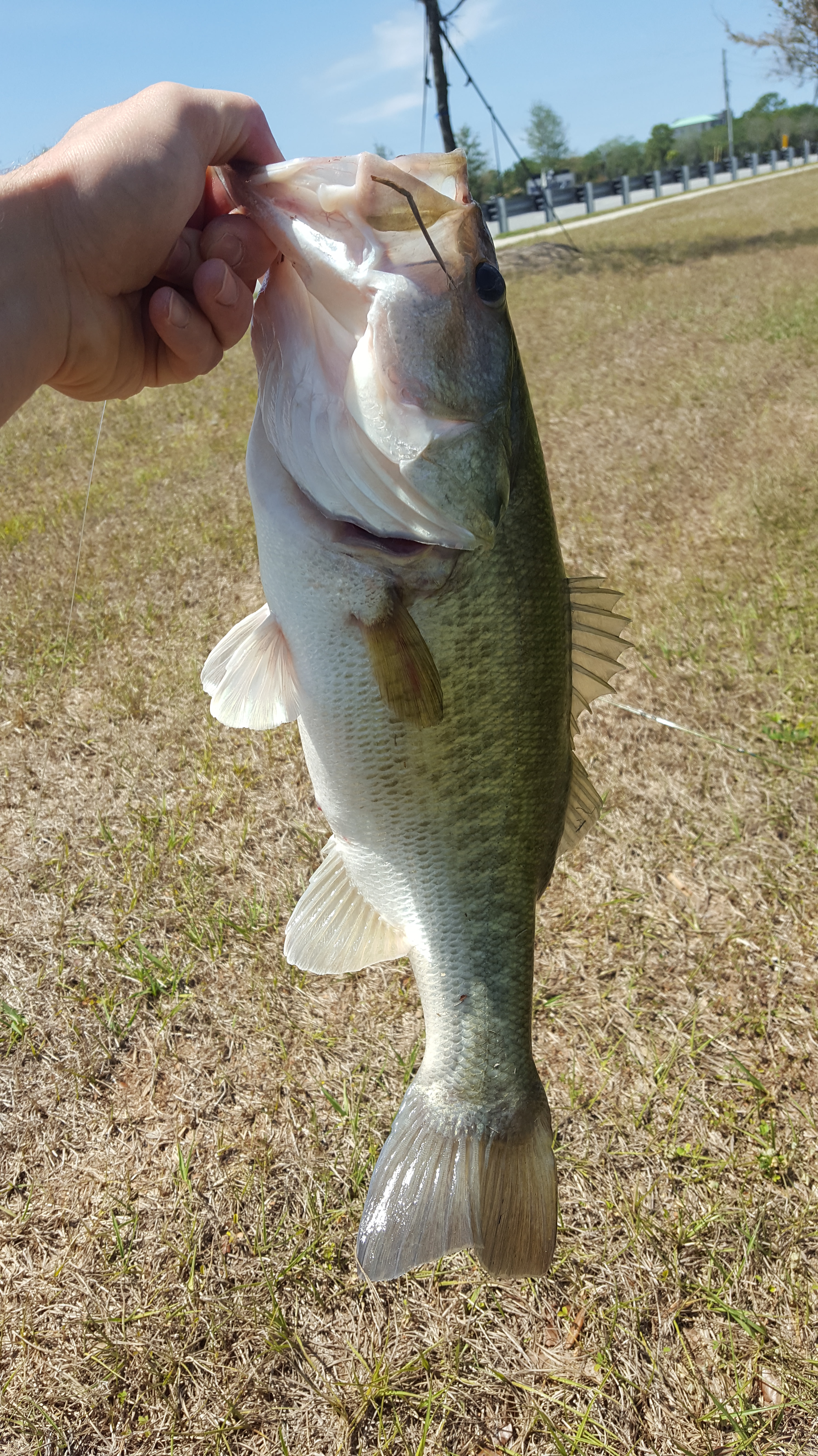 bass on fanatik baits 