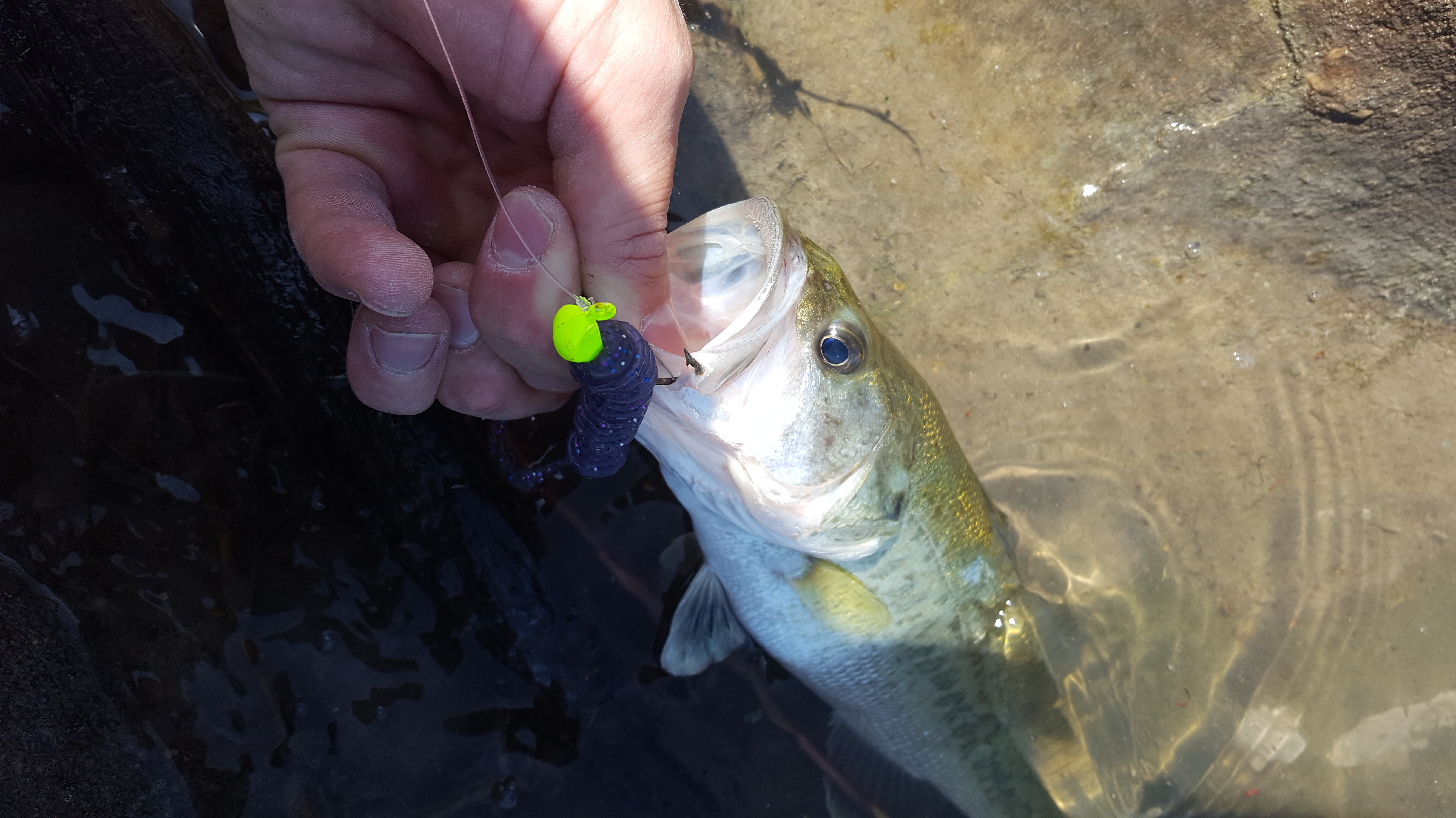 small bass on fanatik baits