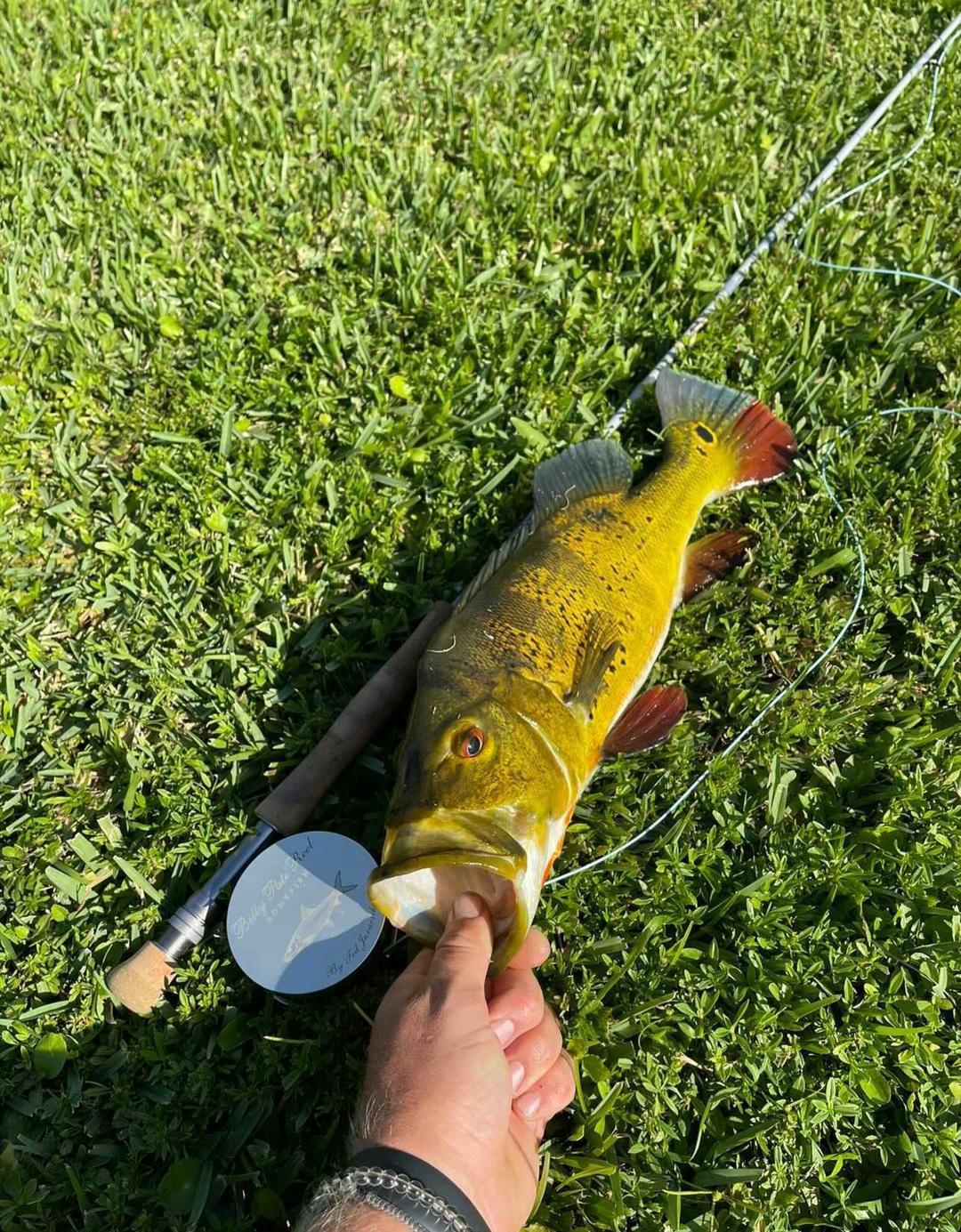 Explore Peacock Bass Fishing: Land the Colorful Giants in Florida