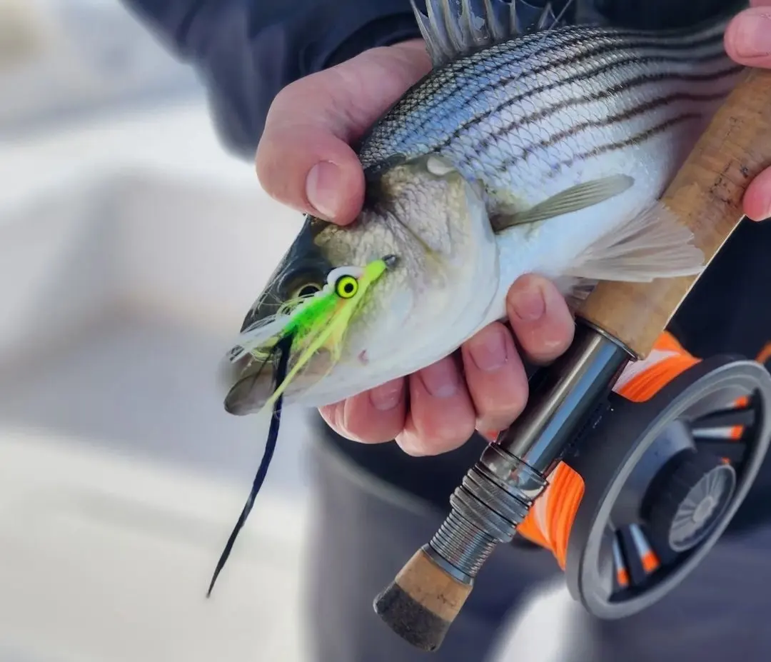 Hybrid Striped Bass Fishing Tips