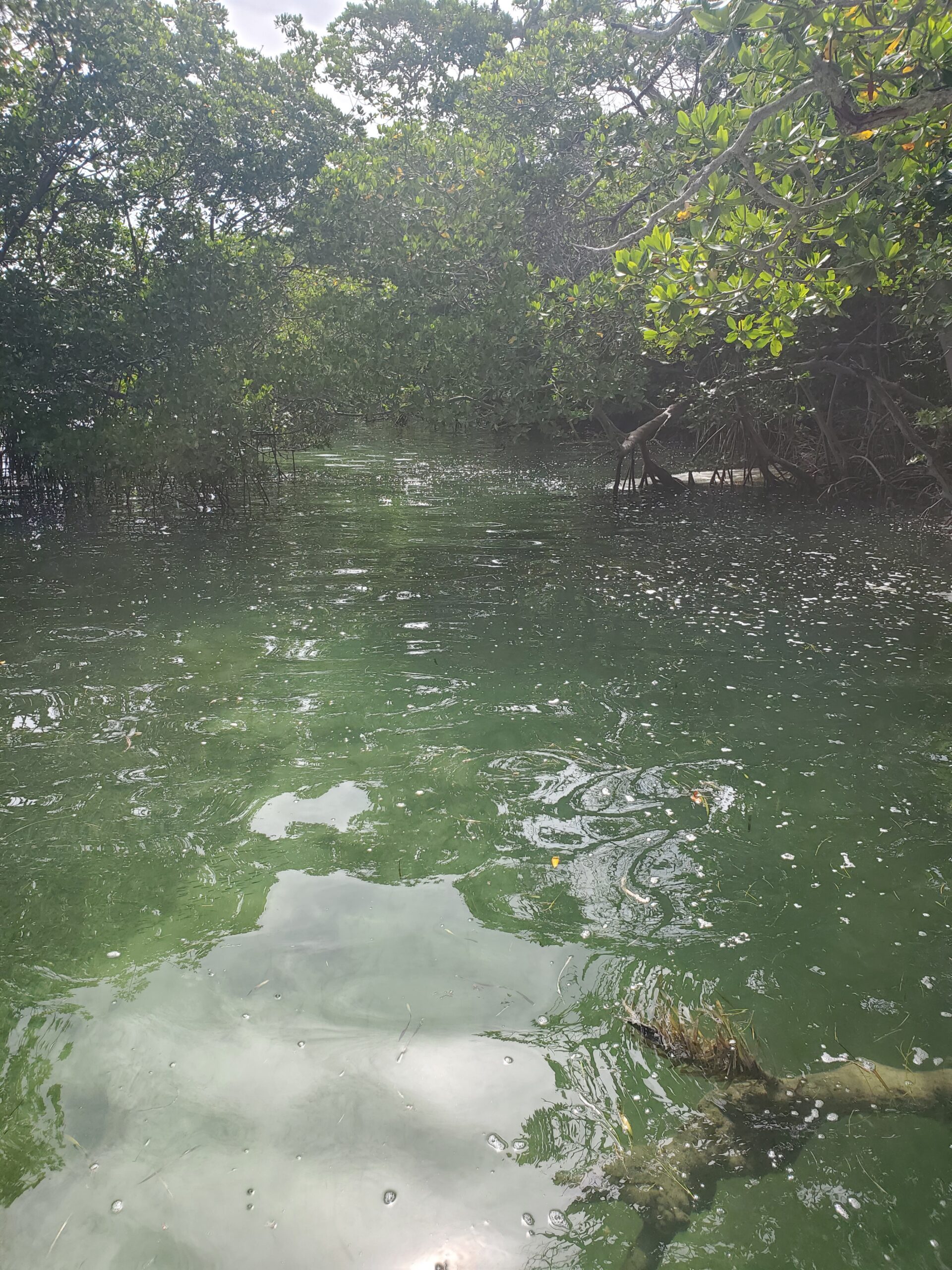 A mangrove tunnel in Key West