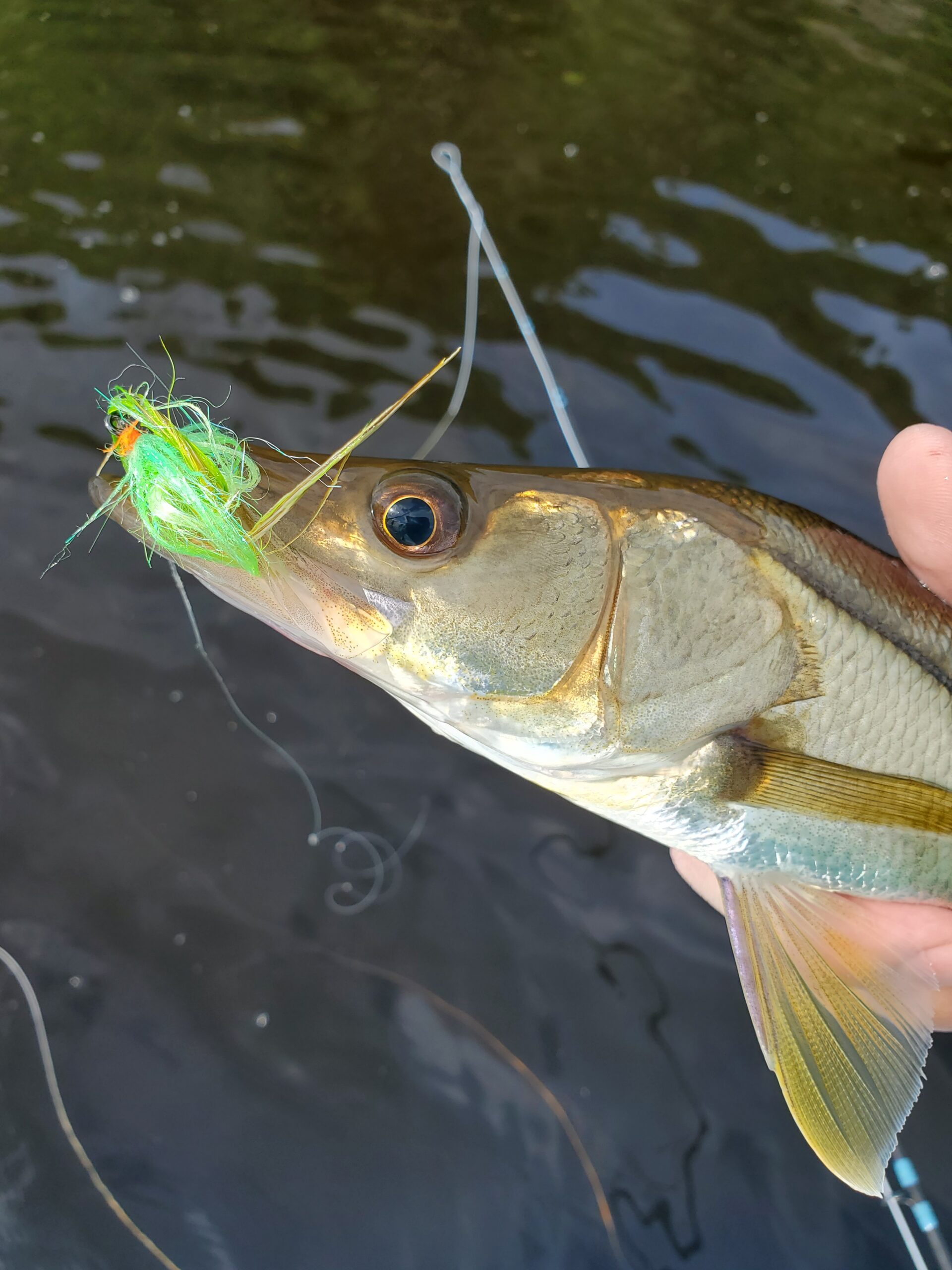 Everglades City Snook Fishing - 727 Angler