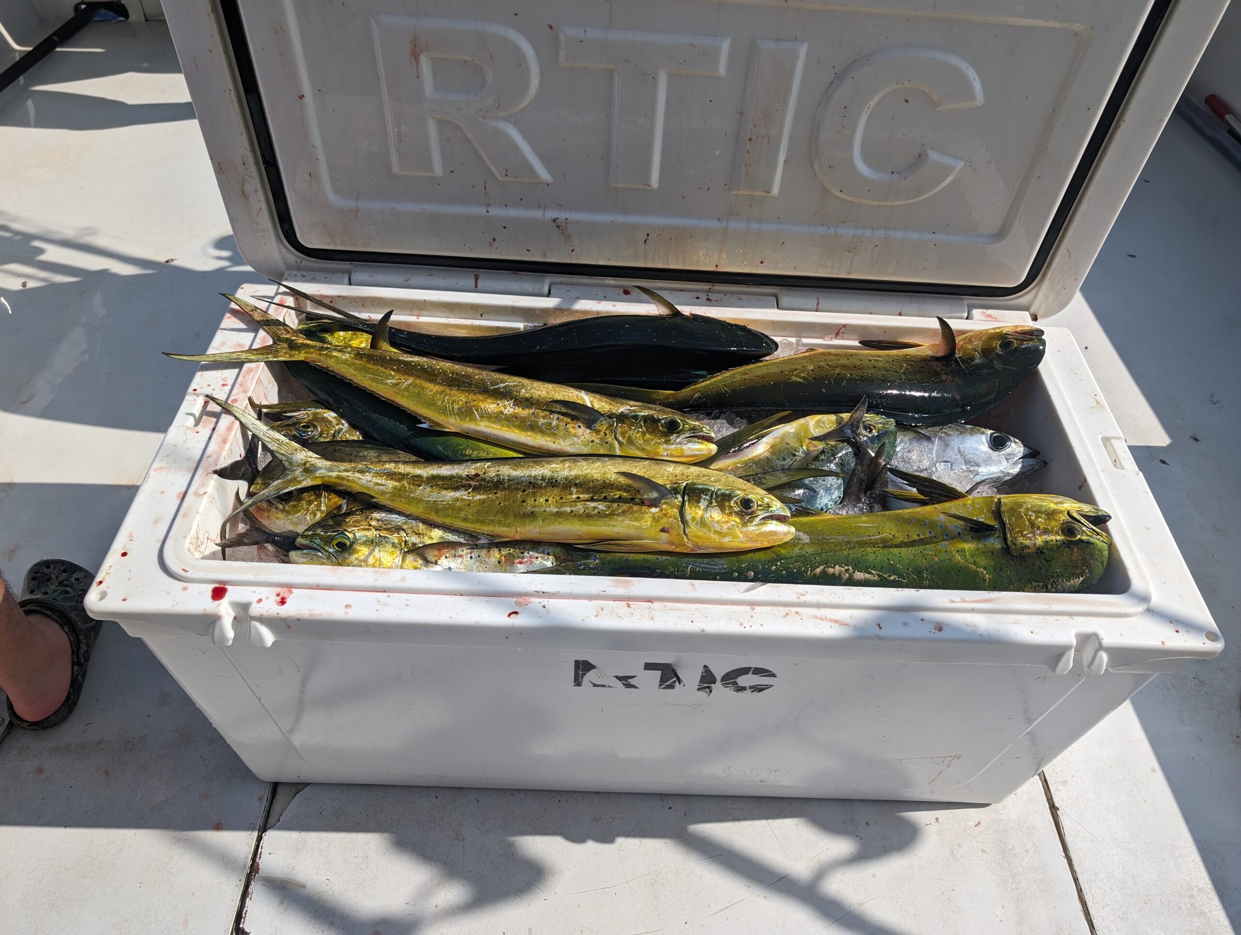 Full box of mahi mahi aboard the Endeavor charter boat