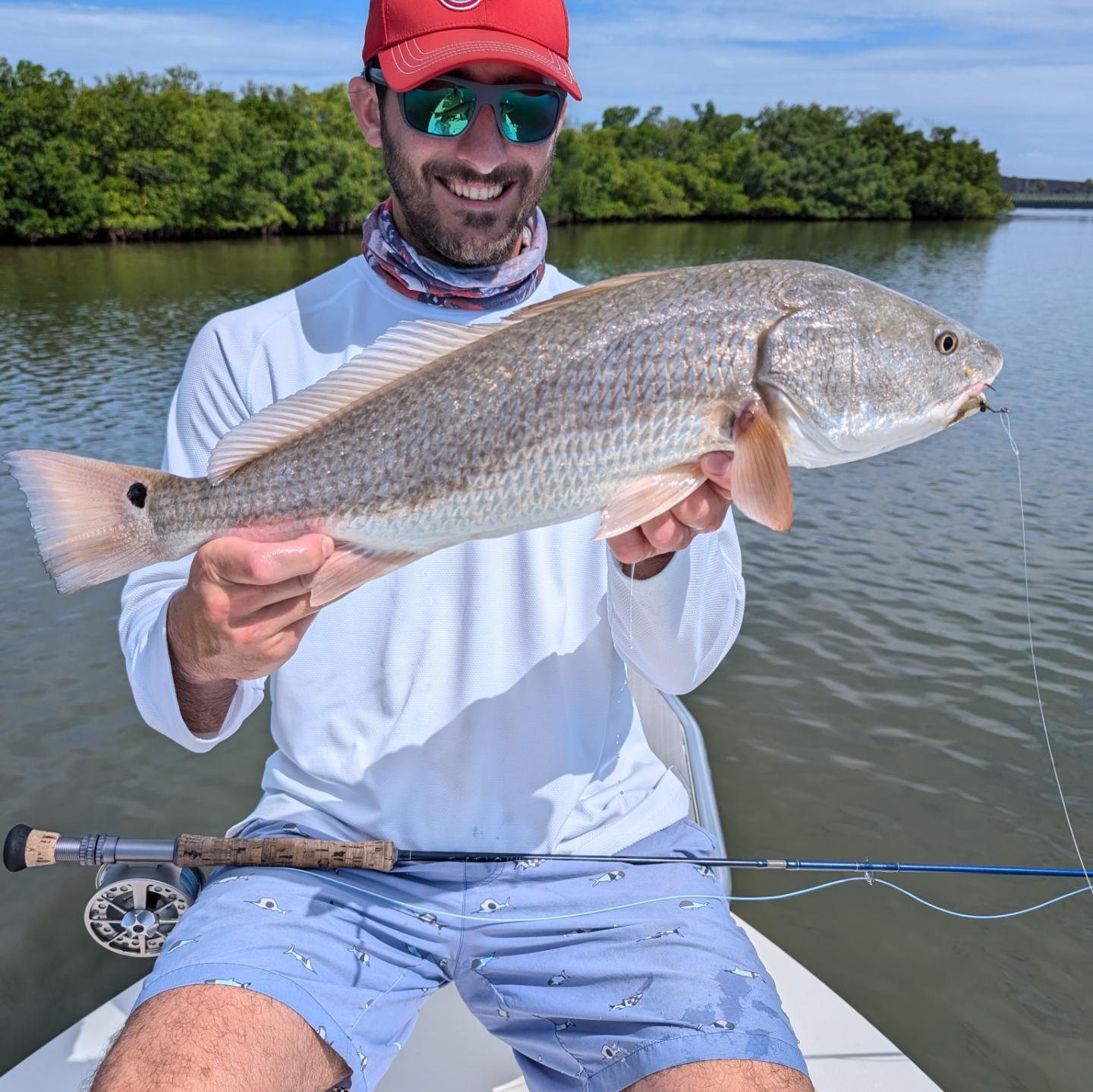 Large redfish caught on a fly rod in Tampa Bay