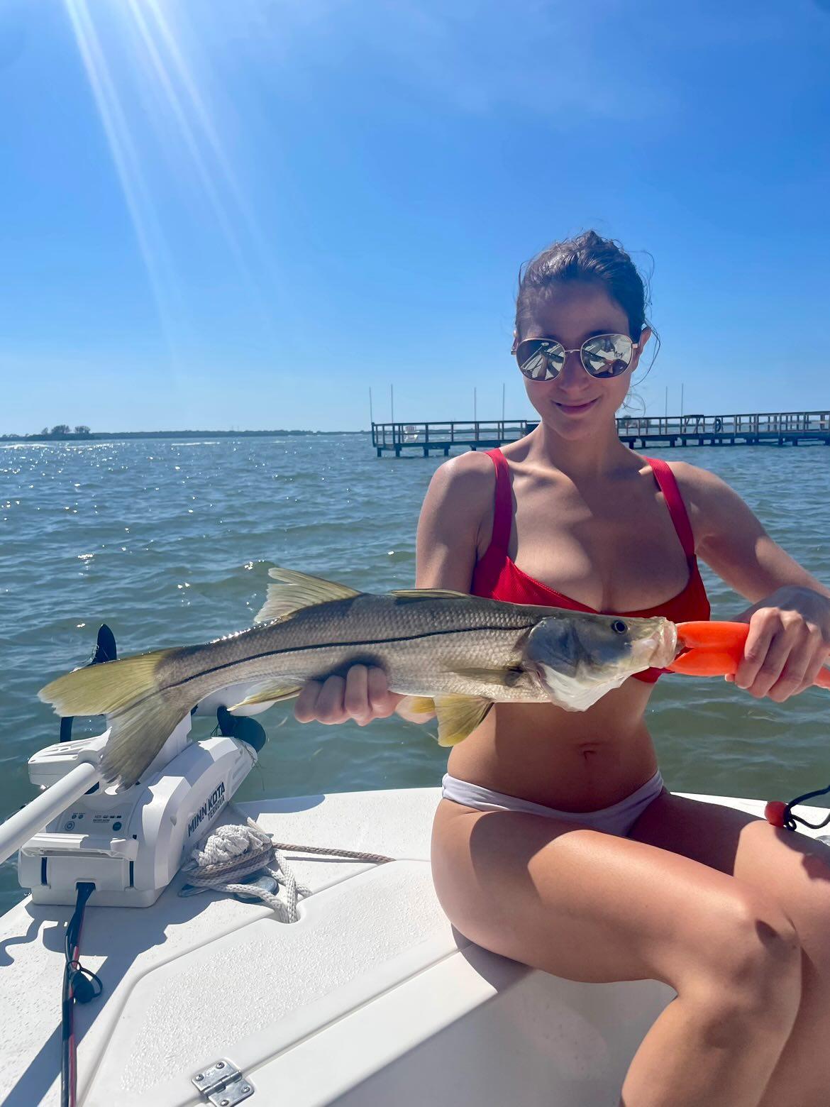 A snook caught on shrimp as bait 